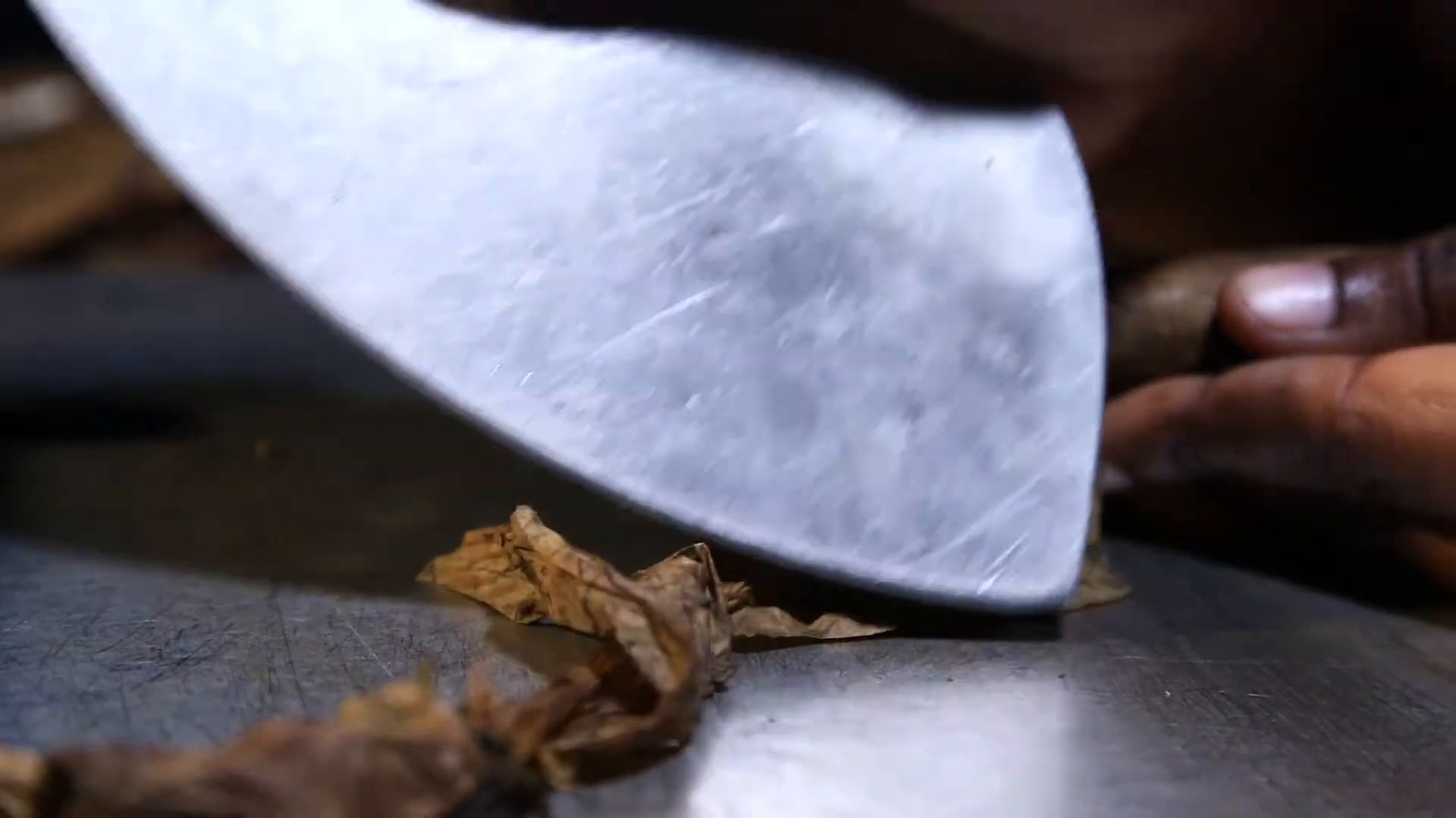 A chaveta blade trimming a tobacco leaf