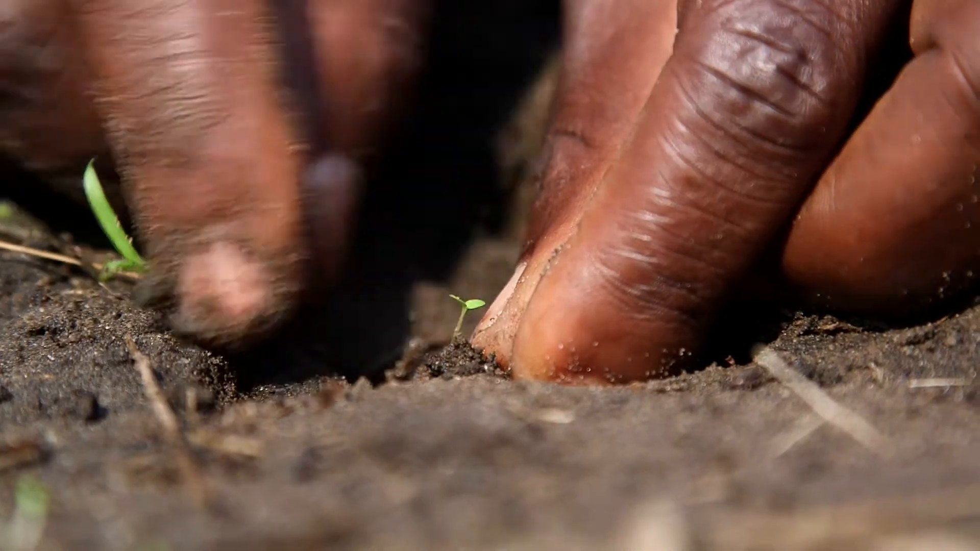Hands planting a tobacco seedling