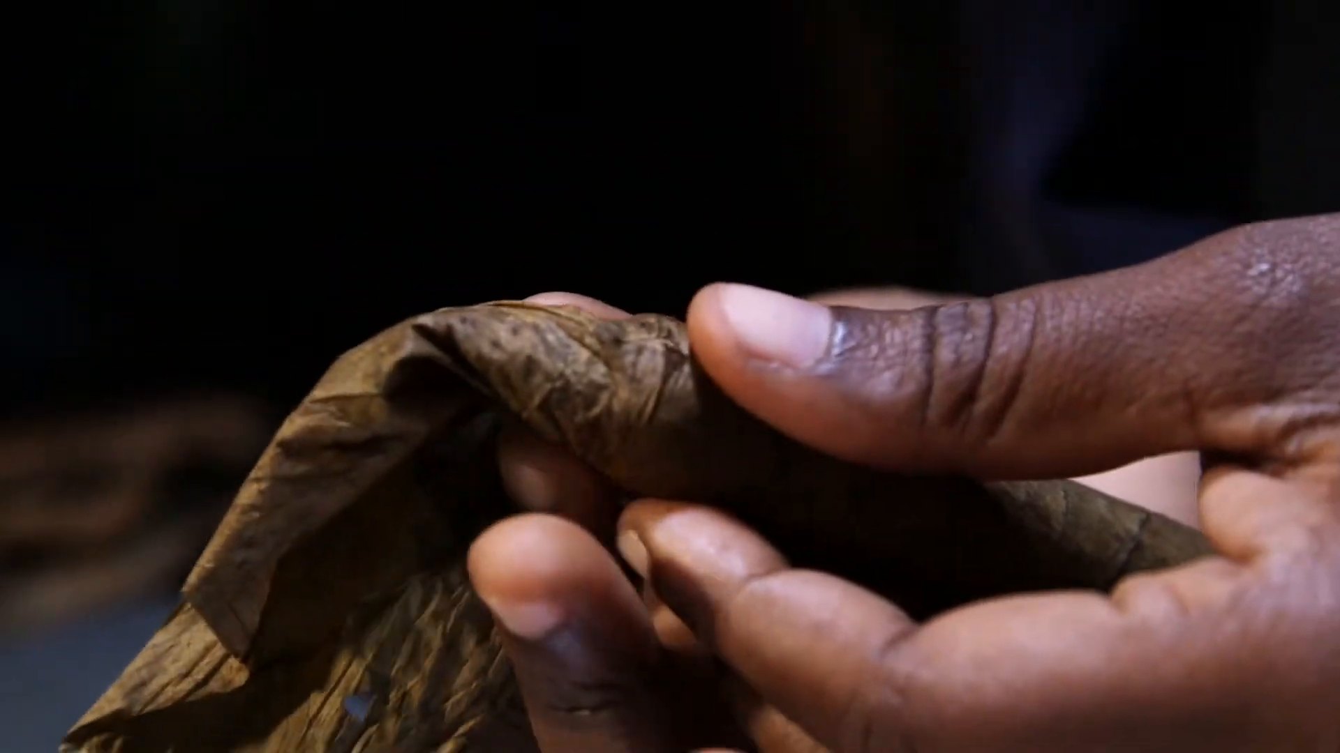 Hands working a cured tobacco leaf
